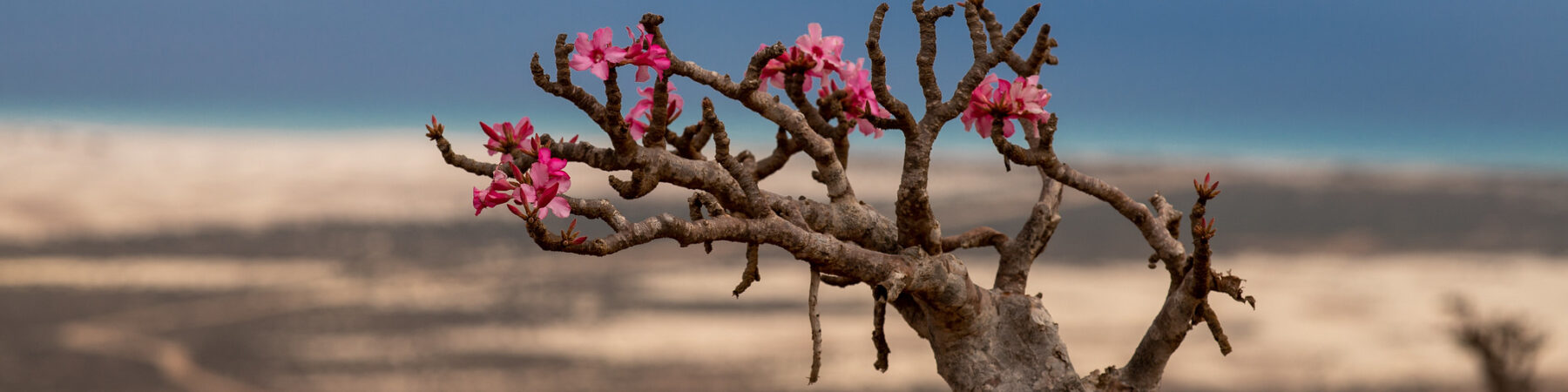 "Blooming bottle tree, South of Socotra, Yemen" by valerian.guillot is licensed under CC BY 2.0.