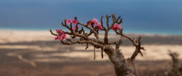 "Blooming bottle tree, South of Socotra, Yemen" by valerian.guillot is licensed under CC BY 2.0.