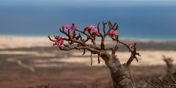 "Blooming bottle tree, South of Socotra, Yemen" by valerian.guillot is licensed under CC BY 2.0.